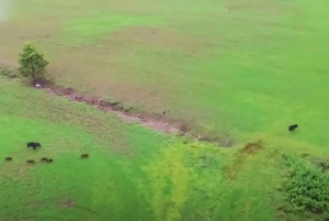 Vanuit Stockholm: Eland & wildsafari met kampvuurdiner