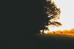 Vanuit Stockholm: Eland & wildsafari met kampvuurdiner