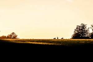 Vanuit Stockholm: Eland & wildsafari met kampvuurdiner