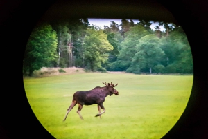Vanuit Stockholm: Eland & wildsafari met kampvuurdiner