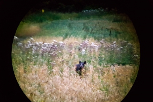 Vanuit Stockholm: Eland & wildsafari met kampvuurdiner