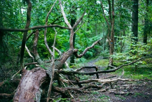 Stockholm : randonnée, cuisine en plein air et flottaison en eau froide