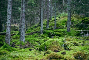 Stockholm : randonnée, cuisine en plein air et flottaison en eau froide