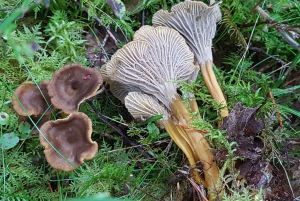 Stoccolma, tour dei funghi e delle piante selvatiche con l'esperto