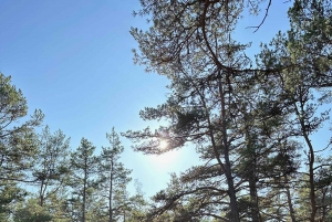 Stoccolma, tour dei funghi e delle piante selvatiche con l'esperto