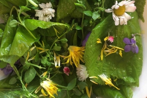 Stoccolma, tour dei funghi e delle piante selvatiche con l'esperto