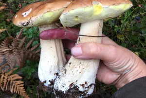 Stoccolma, tour dei funghi e delle piante selvatiche con l'esperto