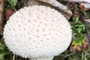 Stoccolma, tour dei funghi e delle piante selvatiche con l'esperto