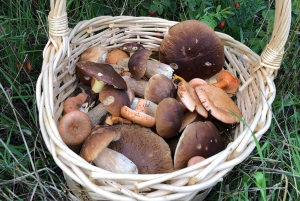 Stoccolma, tour dei funghi e delle piante selvatiche con l'esperto