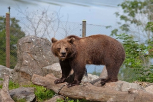 Visite du musée Vasa et du Skansen de Stockholm avec billet rapide