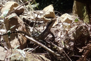 Blue Mountains: Abseiling or Canyoning Experience