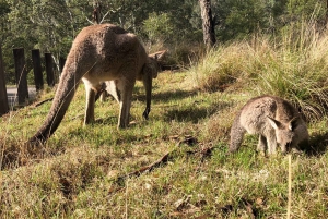 Blue Mountains: Scenic World, Waterfalls, and Wildlife Park