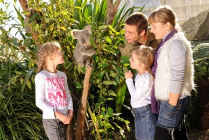 Завтрак с коалами в зоопарке WILD LIFE в Дарлинг-Харбор