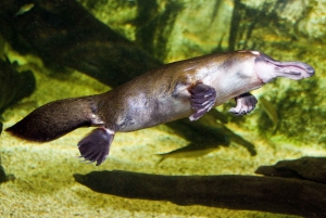 Завтрак с коалами в зоопарке WILD LIFE в Дарлинг-Харбор