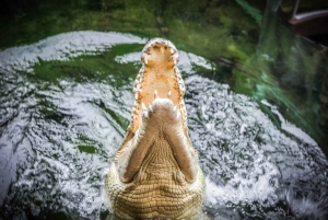 Завтрак с коалами в зоопарке WILD LIFE в Дарлинг-Харбор