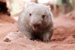 Завтрак с коалами в зоопарке WILD LIFE в Дарлинг-Харбор