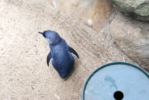 From Sydney: Blue Mountains Full-Day Trip with Cruise