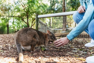 From Sydney: Blue Mountains Full-Day Trip