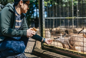 From Sydney: Blue Mountains Full-Day Trip