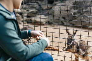 From Sydney: Blue Mountains Full-Day Trip