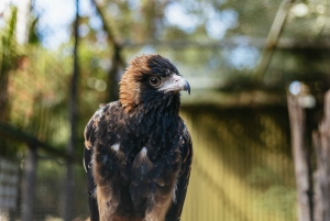 From Sydney: Blue Mountains Full-Day Trip