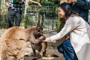 From Sydney: Blue Mountains Full-Day Trip