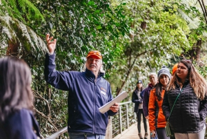 From Sydney: Blue Mountains Guide Tour, Scenic World & Lunch