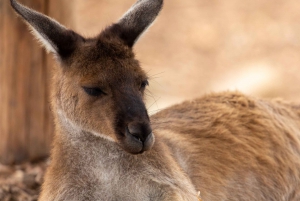 From Sydney: Blue Mountains, Scenic World, Zoo, & Ferry Tour