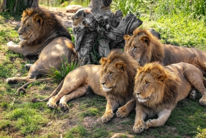 From Sydney: Blue Mountains, Scenic World, Zoo, & Ferry Tour