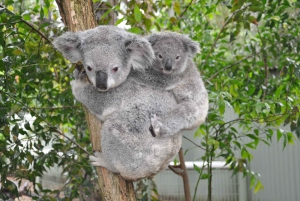 From Sydney: Blue Mountains, Scenic World, Zoo, & Ferry Tour