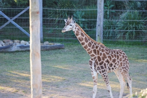 From Sydney: Blue Mountains, Scenic World, Zoo, & Ferry Tour