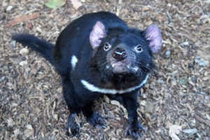 From Sydney: Private Day Trip to Royal National Park