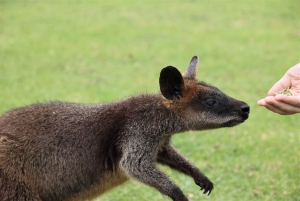 From Sydney: Private Day Trip to Royal National Park