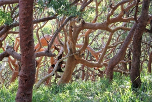 From Sydney: Private Day Trip to Royal National Park