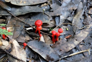 From Sydney: Private Day Trip to Royal National Park