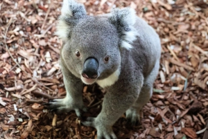 From Sydney: Private Day Trip to Royal National Park