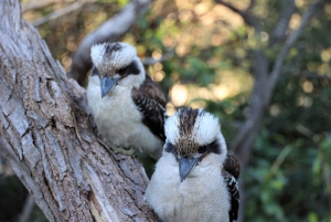 From Sydney: Private Day Trip to Royal National Park
