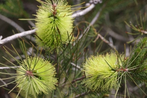 From Sydney: Private Day Trip to Royal National Park