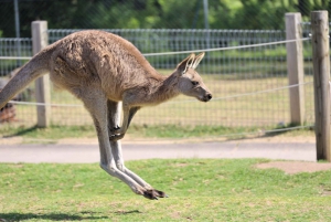 Royal National Park: hiking and sightseeing full day trip