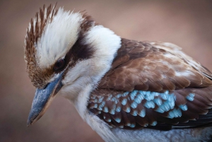 Sydney: Blue Mountain Sunset, Bushwalk & Waterfall Tour