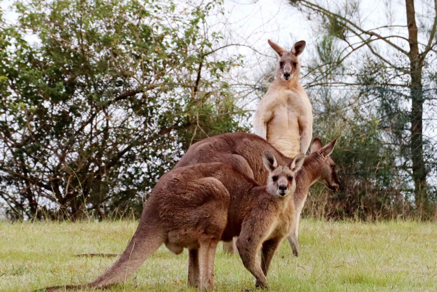 Wild Kangaroos & Blue Mountains yksityinen retki