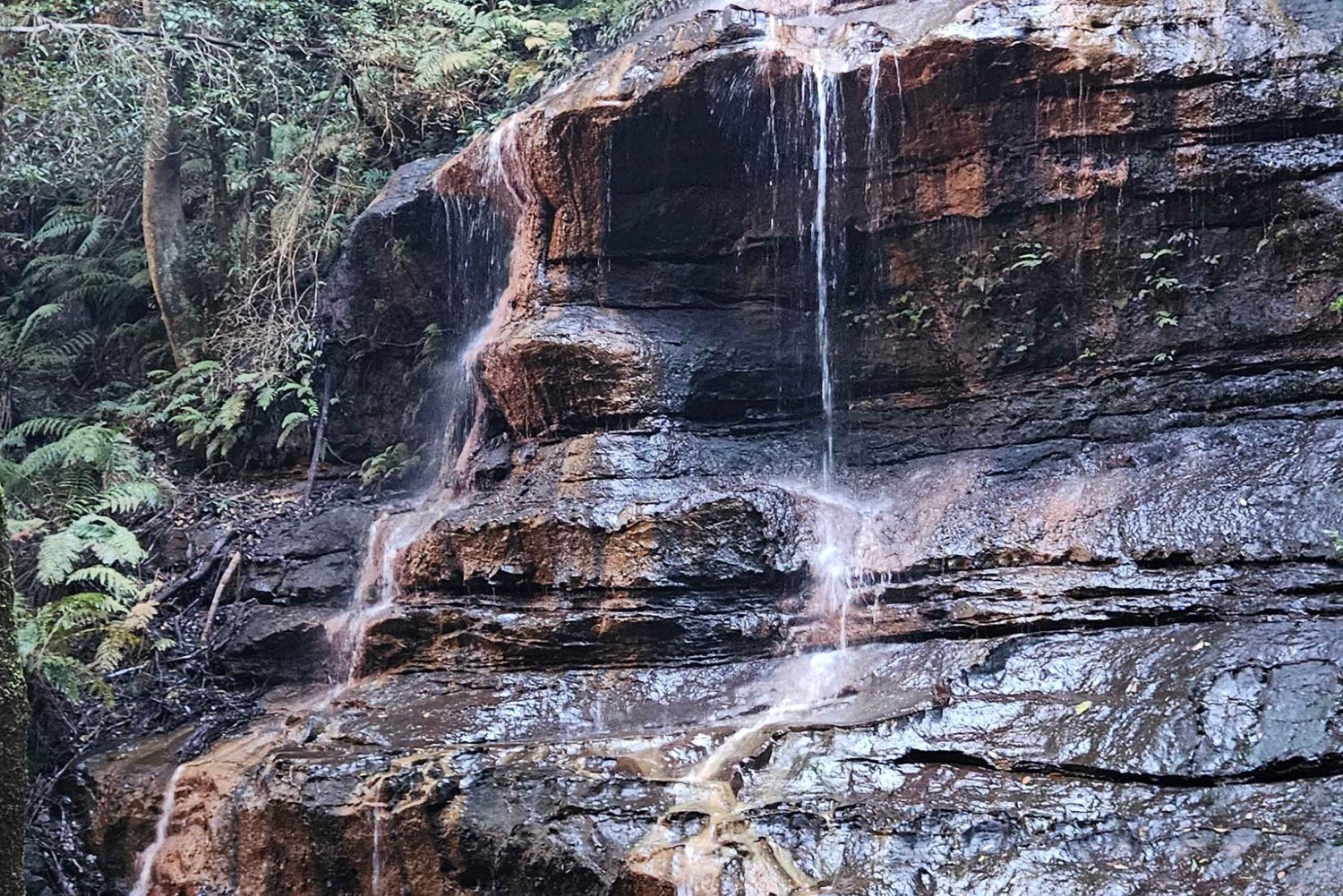 シドニー発：英語またはドイツ語対応 プライベート・ブルーマウンテンズツアー