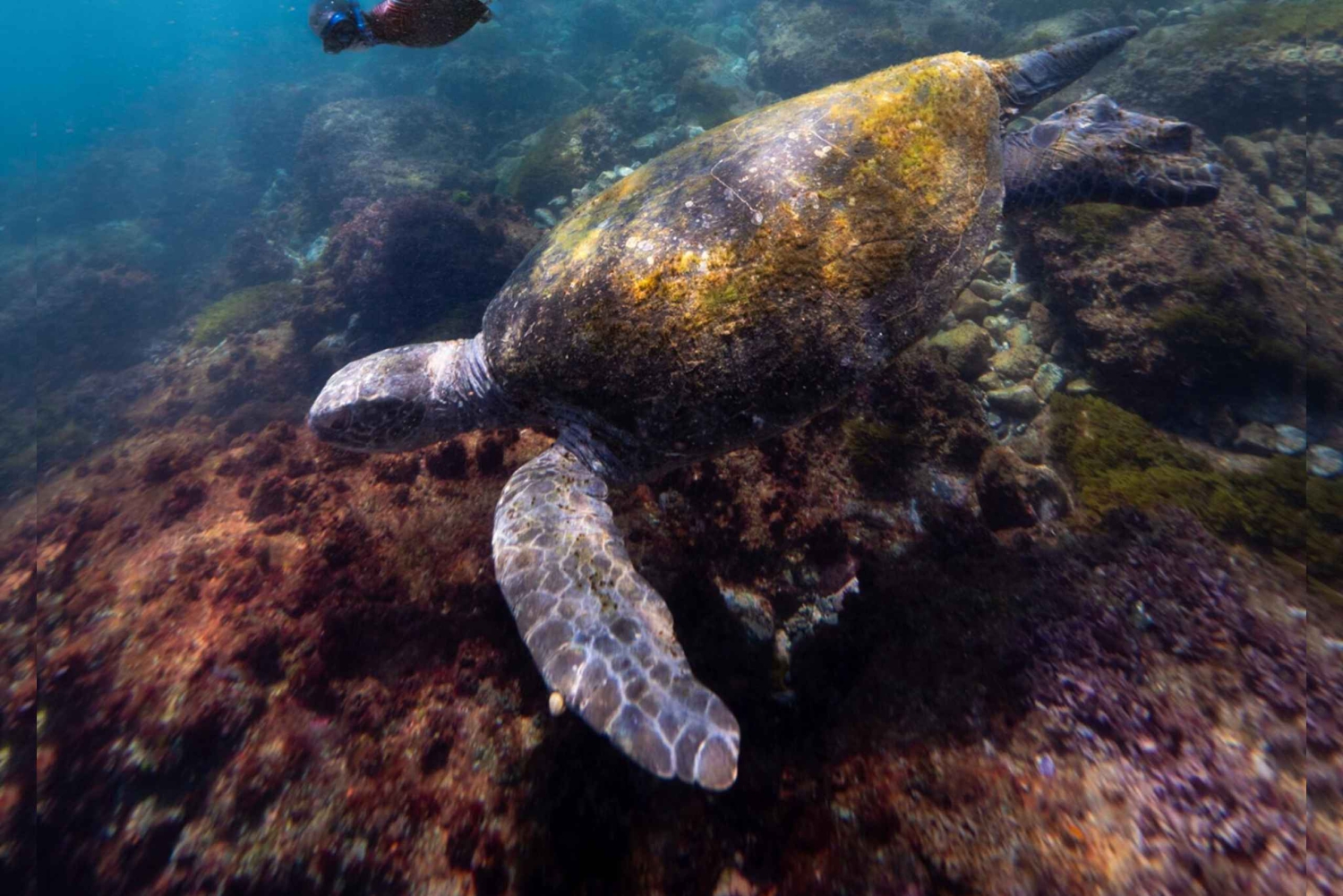 マンリー：初心者向けフリーダイビング：息止め＆海洋探検