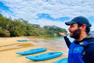 Sydney: Guided Clearview Kayak Tour of Manly Cove Beaches