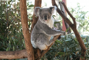 Sydney: Harbour Cruise, Taronga Zoo and Sky Safari