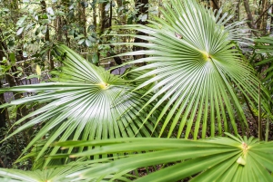 Sydney: South Coast & Countryside Small Group or Private