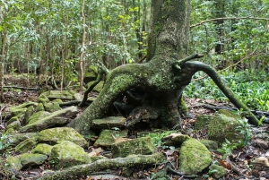 Sydney: South Coast & Countryside Small Group or Private