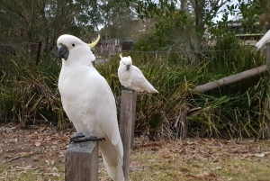 Sydney: South Coast & Countryside Small Group or Private