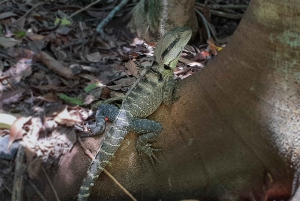 Sydney: South Coast & Countryside Small Group or Private