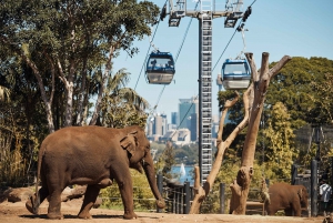 Sydney: Taronga Zoo Ticket with Return Ferry & Cable Car